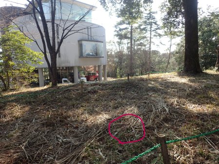 2026.3.16.カタクリ (場所マーク入り27).JPG