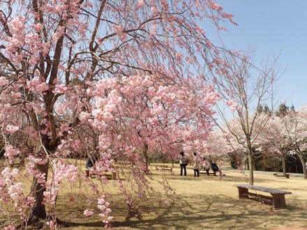 桜の広場風景(2)３．３０.JPG