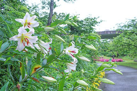☆ユリ・サクユリ・花の谷7月6日（1）-440.jpg