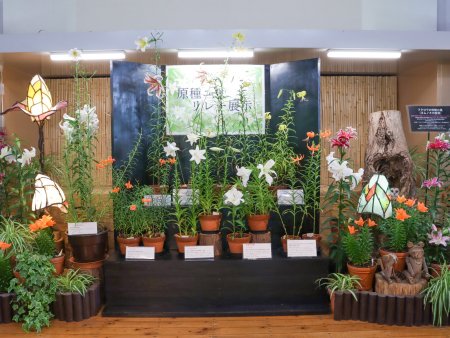 原種ユリリレー展7月6日2.JPG