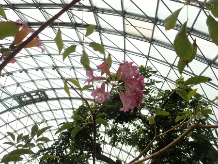 2026.2.16 (フラワードーム) (ピンクイペー2).JPG