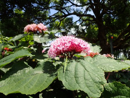 2026.7.14 (クサギ50).JPG