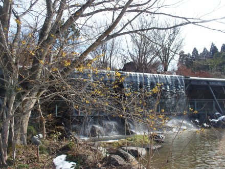 東館前）マンサク2026.2.5 (1).JPG