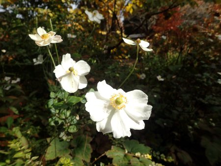 2025.11.12 (紅葉の庭シュウメイギク白6).JPG