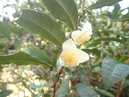 2025.10.24 (チャノキ23).JPG