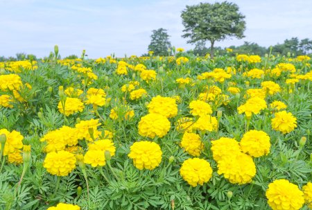 マリーゴルド・花の丘7月17日（22）.JPG