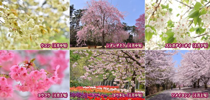 桜品種