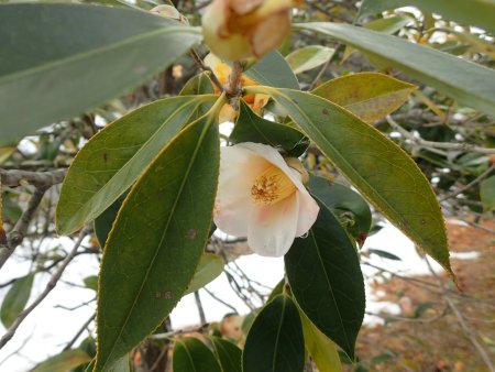 2026.1.28 (サザンカ・ツバキ) (92).JPG