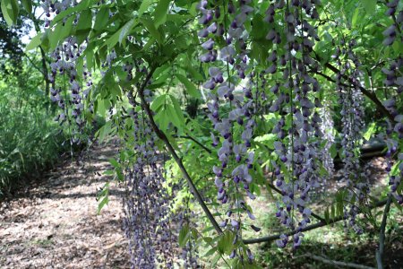 フジ・山野草の丘5月2日（23）IMG_7193.JPG
