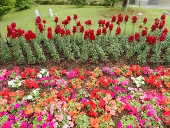 2025.5.26 (西館テラス前花壇) (キンギョソウ・インパチェンス4).JPG