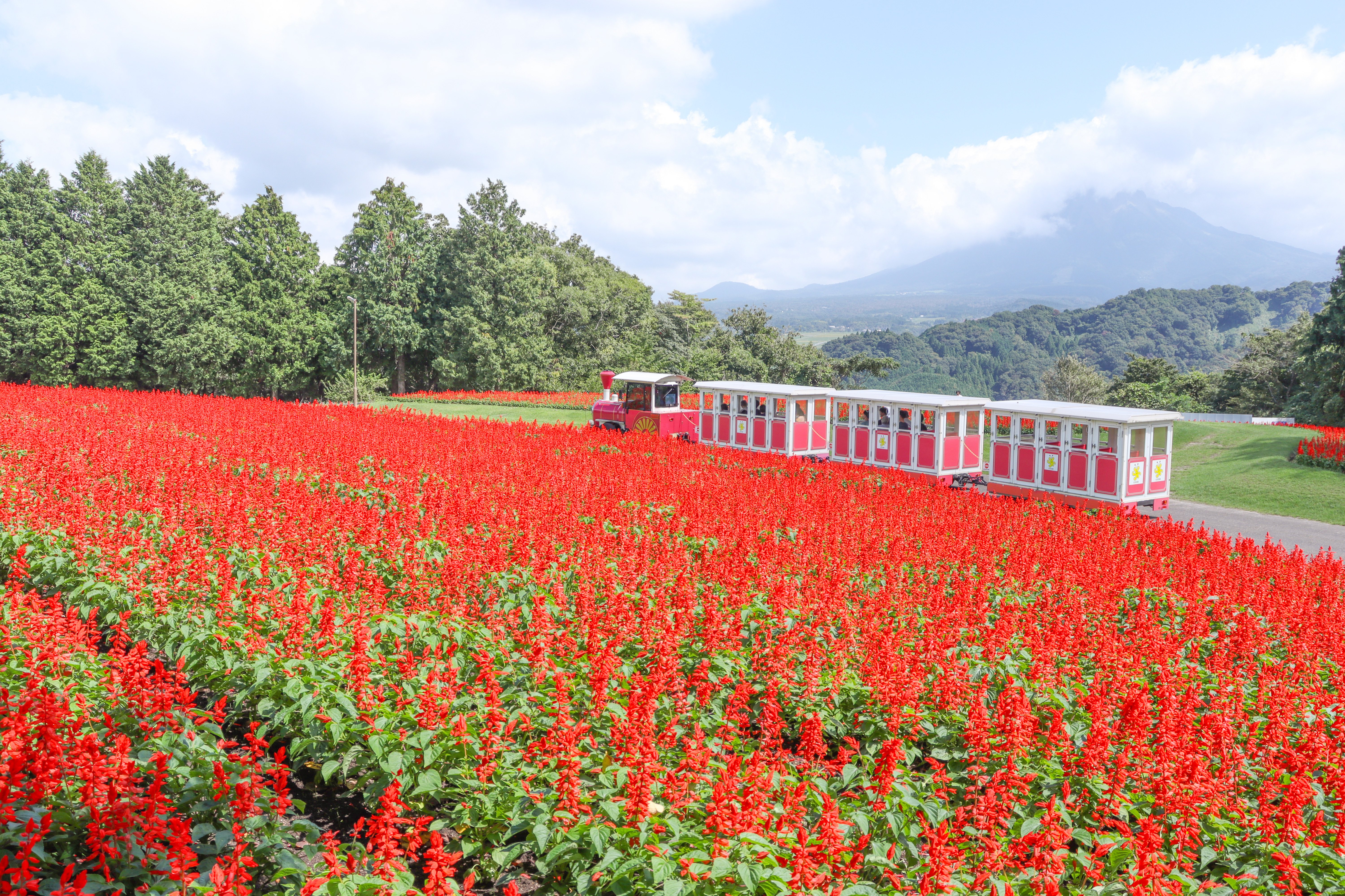 フラワトレイン・・花の丘9月22日（1）.JPG