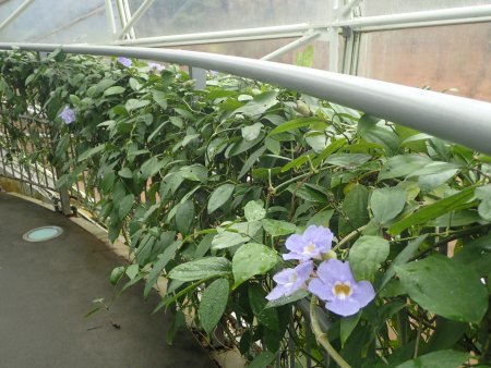 2025.12.14 (南館・ベンガルヤハズカズラ126).JPG