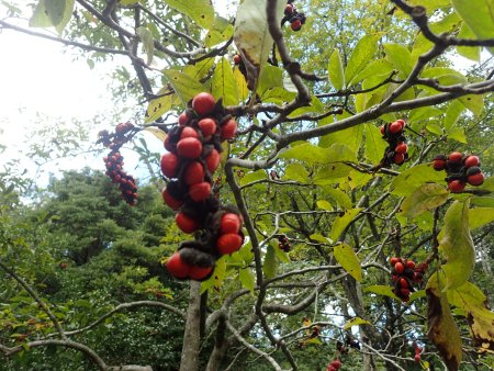 2025.10.15 (木の実) (コブシ22).JPG