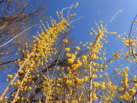 2026.1.10 (ロウバイ) (42).JPG