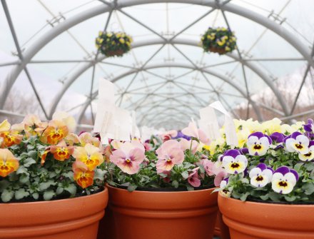 パンジービオラ展