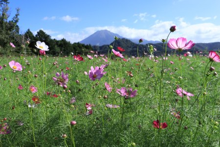 コスモス・秘密の花園10月9日（大山11）IMG_8088.JPG