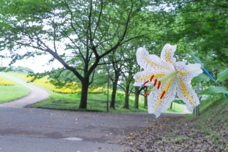 ヤマユリアップ