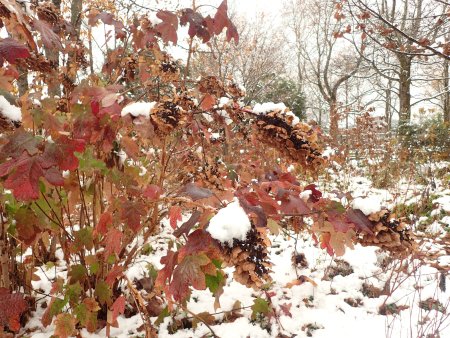 2025.12.4 (紅葉の庭・カシワバアジサイ129).JPG