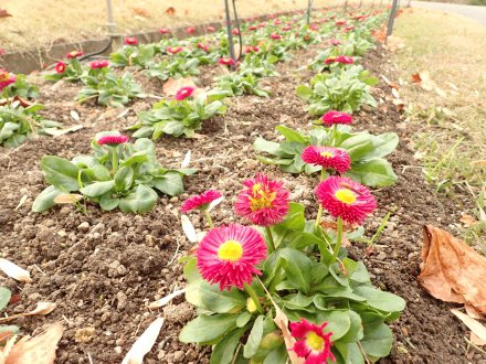 2025.11.24 (花壇) (デージー3).JPG