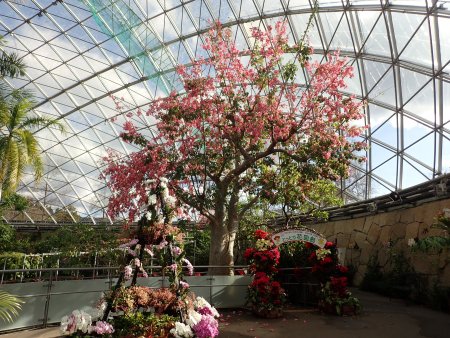 2025.12.9 (トックリキワタ221).JPG