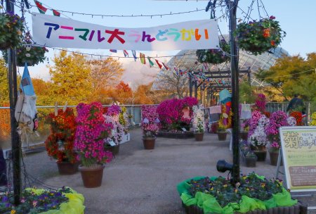 菊のトピアリー展・プロムナード11月15日（120）.JPG