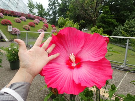 2026.7.13 (タイタンビカス) (27).JPG