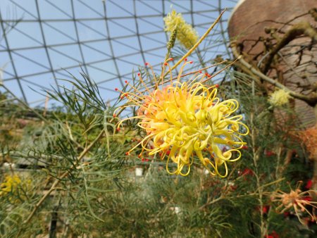 2026.2.13 (フラワードーム) (グレビレア4).JPG