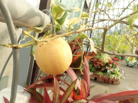 2026.1.28 (ドーム・) (レモン3).JPG