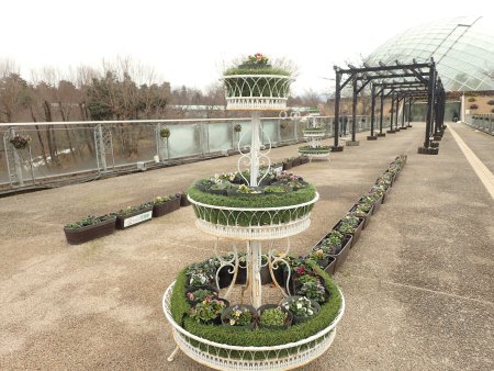 2026.2.15 (西館テラス・) (プロムナード橋・ﾊﾟﾝｼﾞｰ1).JPG