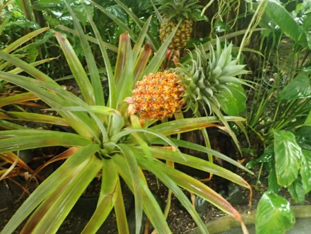 2025.12.14 (南館・パイナップル27).JPG