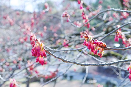 ★カンヒザクラ・水上花壇3月5日（3）-440.jpg