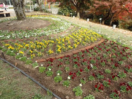2025.11.24 (花壇) (水上花壇側1).JPG
