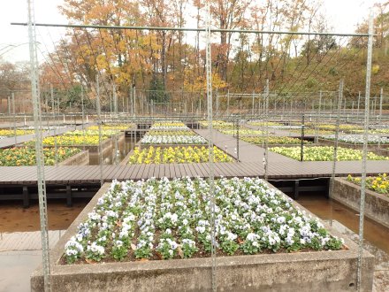 2025.11.24 (水上花壇パンジー) (5).JPG