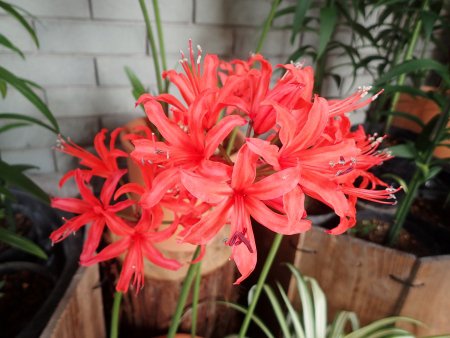 2025.11.12 (ネリネ花赤19).JPG