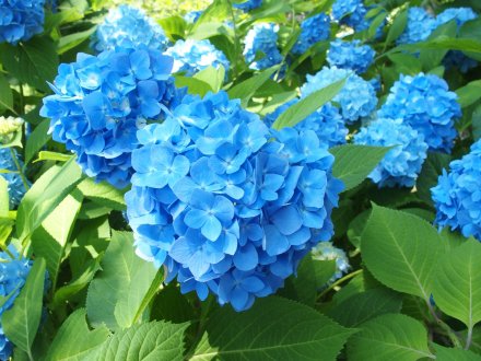 綿帽子・アジサイ