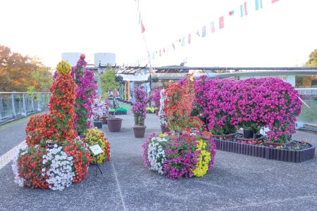 菊のトピアリー展・プロムナード11月15日（32）.JPG