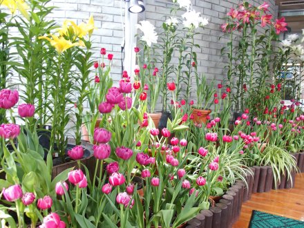 東館）アイスチューリップ2026.2.3 (2).JPG