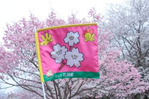 桜のガイドツアー (1).JPG