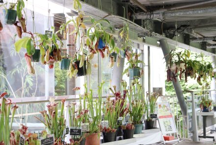 食虫植物展・南館7月16日2（2）.JPG
