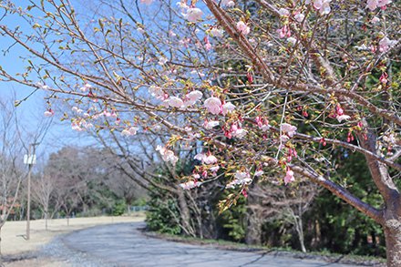 サクラ・タイリョウザクラ・桜の広場3月16日（2）-440.jpg