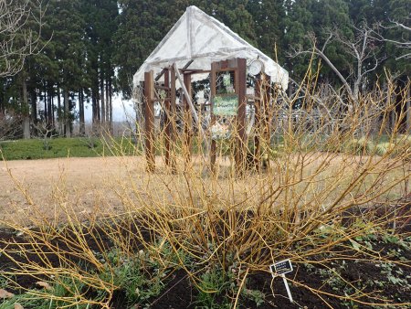 2025.12.31 (サンゴミズキ38).JPG