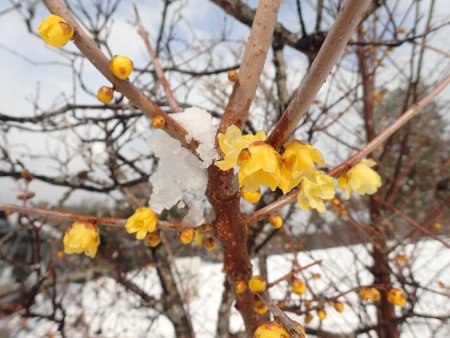 2026.1.24 (花の丘ロウバイ72).JPG