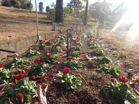 2025.12.9 (花壇) (ドーム周りデージー7).JPG