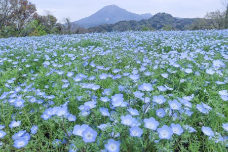 ネモフィラ・花の丘4月17日（42）.JPG