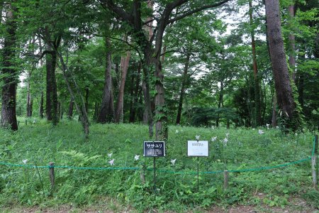 ユリ・ササユリ・北館奥6月8日（32）IMG_9735.JPG