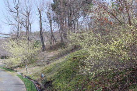 トサミズキ・花の谷3月27日（42）.JPG