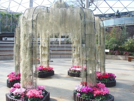 ドーム）チランジアドーム2026.2.5 (1).JPG