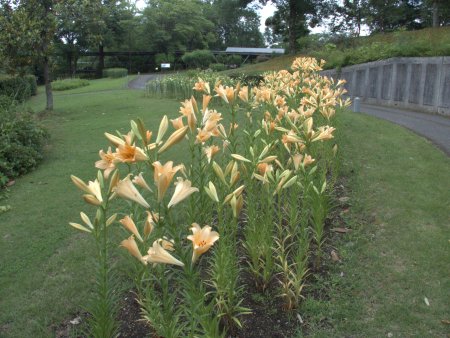 2026.6.24 (霧の庭園周辺ユリ花壇ディファレンス64).jpg