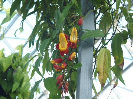 20261.16ドーム）ツンベルギア・マイソレンシス (1).JPG