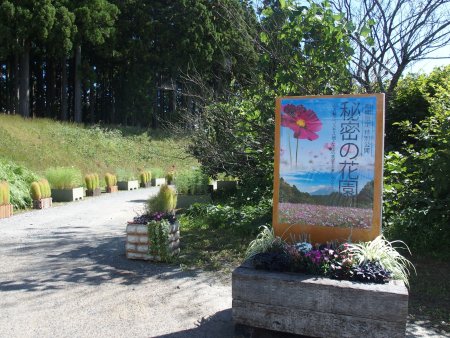 2025.10.09 (秘密の花園・コスモス) (入口2).JPG